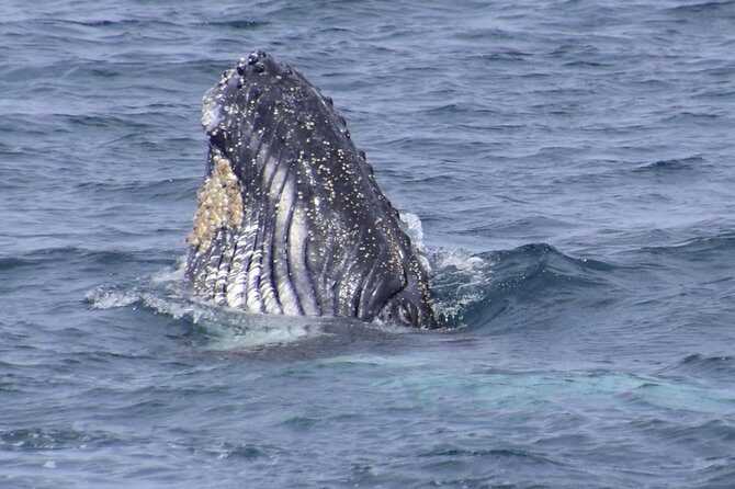 Jervis Bay Whale Watching Tour - Key Points