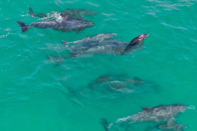 Jet Ski Dolphin Tour from Gilligans Watersports - What to Expect from the Jet Ski Dolphin Tour