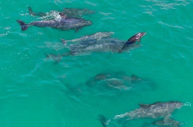 Jet Ski Dolphin Tour from Gilligans Watersports - Final Thoughts