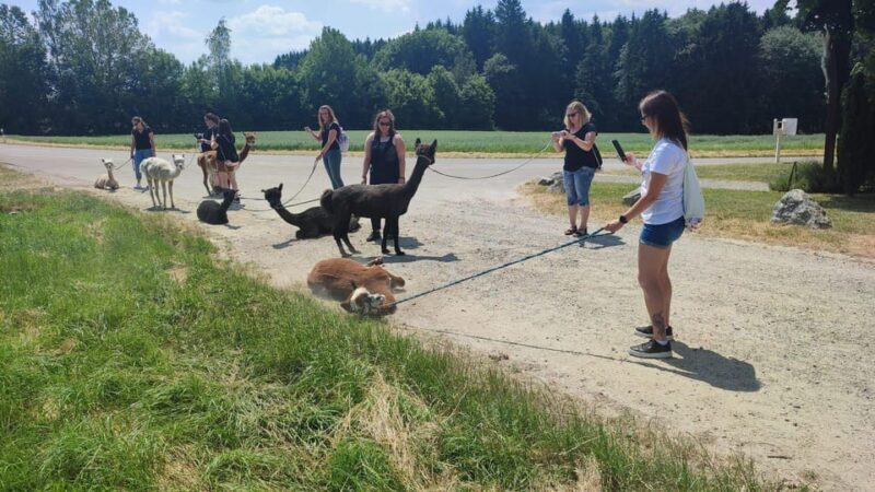 Jettingen-Scheppach: Alpaca hike for two - FAQ