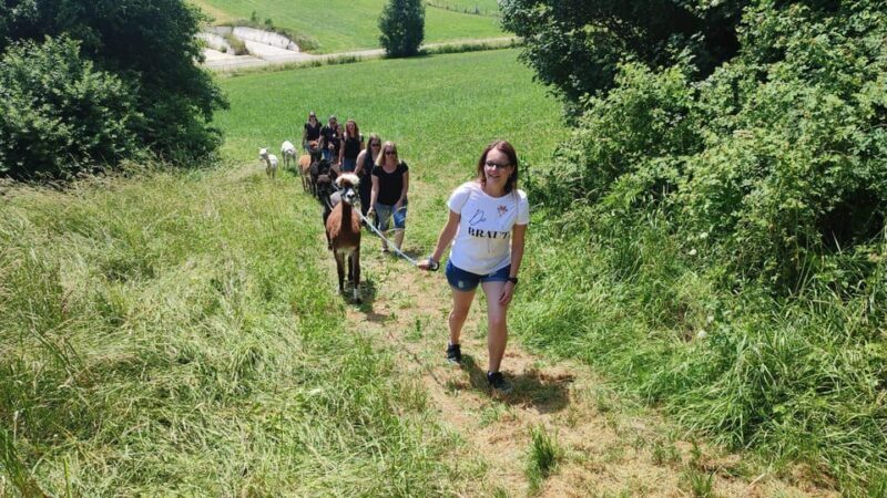 Jettingen-Scheppach: Alpaca hike through the Mindeltal - What to Expect from Your Alpaca Hike