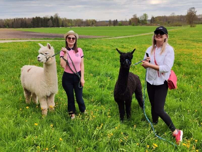 Jettingen-Scheppach: Alpaca hike through the Mindeltal - Price and Value