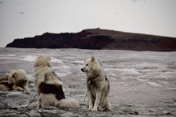 Jewels of Nuuk  Guided Walking Tour - What to Expect from the Jewels of Nuuk Tour