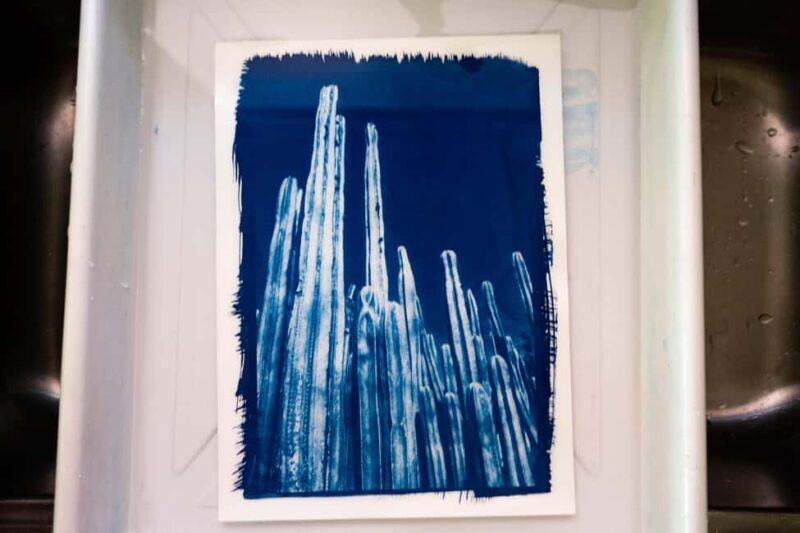 Joshua Tree: Cyanotype Sunprint Workshop - A Detailed Look at the Cyanotype Sunprint Workshop