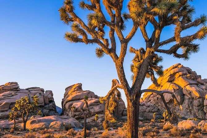 Joshua Tree National Park and Pioneertown Tour - Practical Details and What You Need to Know