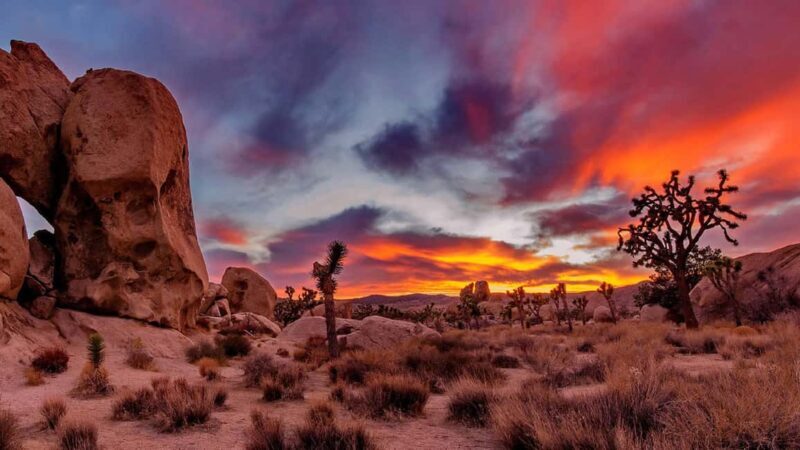 Joshua Tree National Park Day Tour from Los Angeles - Key Points