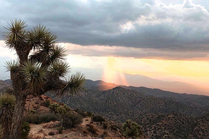 Joshua Tree National Park Scenic Tour - Final Thoughts: Is It Worth It?