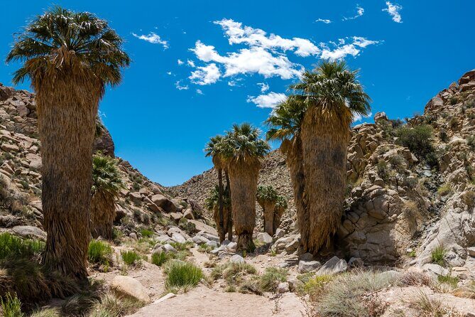 Joshua Tree National Park Self-Guided Audio Tour - Who Would Love This Tour?