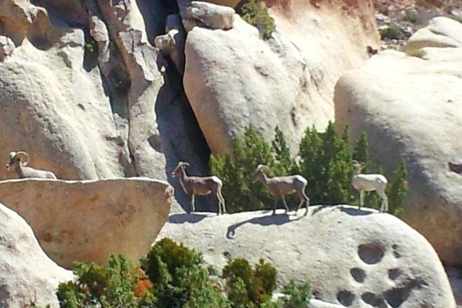 Joshua Tree Open Air Hummer Adventure - FAQ