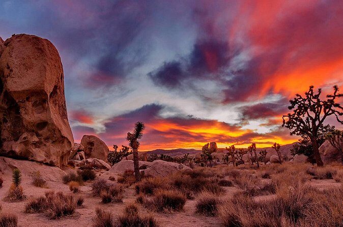 Joshua Tree, Richard Nixon Library and Museum Day Tour from LA - Who Is This Tour Best For?