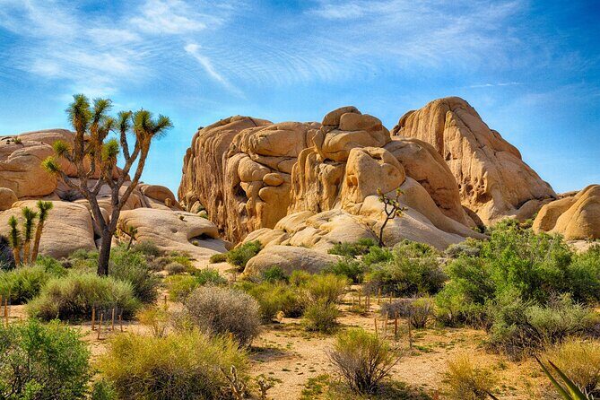 Joshua Tree's Hidden Valley Self-Guided Walking Tour - A Deep Dive into the Tour Experience