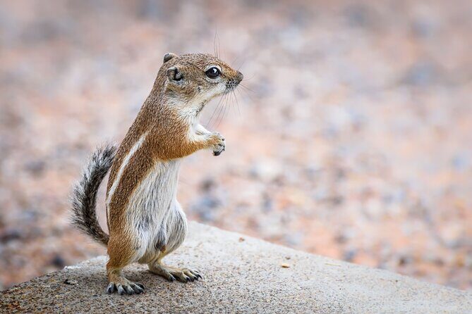 Joshua Tree's Hidden Valley Self-Guided Walking Tour - Final Thoughts: Is This Tour for You?