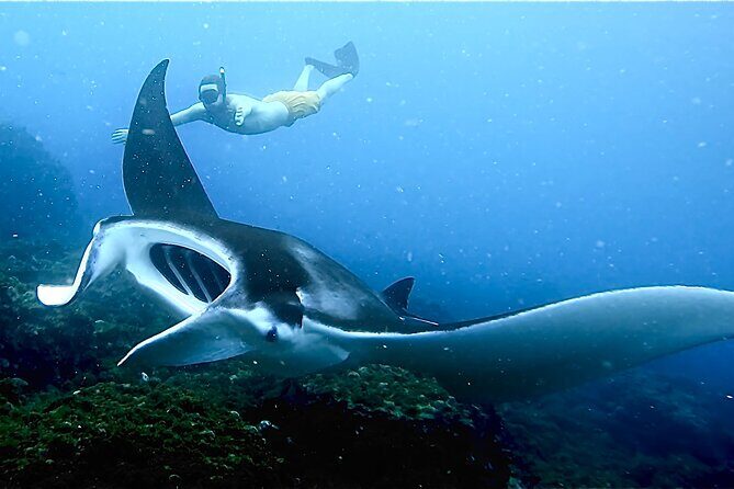 Julian Rocks: Premier Snorkeling Tour Byron Bay - An Overview of the Julian Rocks Snorkeling Tour