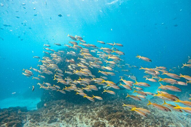 Julian Rocks: Premier Snorkeling Tour Byron Bay - Who Would Love This Tour?