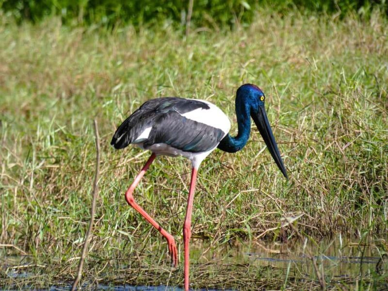 Jumping Crocodile Cruise from Darwin Half-Day Scenic Trip - Analyzing the Value and Experience