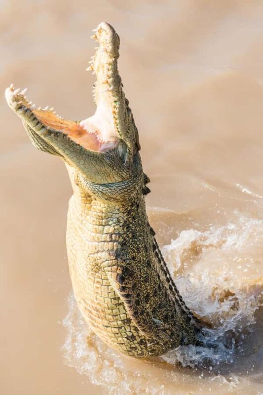 Jumping Crocodile Cruise from Darwin Half-Day Scenic Trip - Who Will Love This Tour?