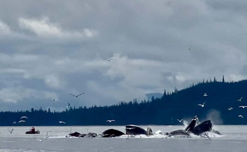 Juneau: 3-hour jet ski glacier view and whale watch - FAQ