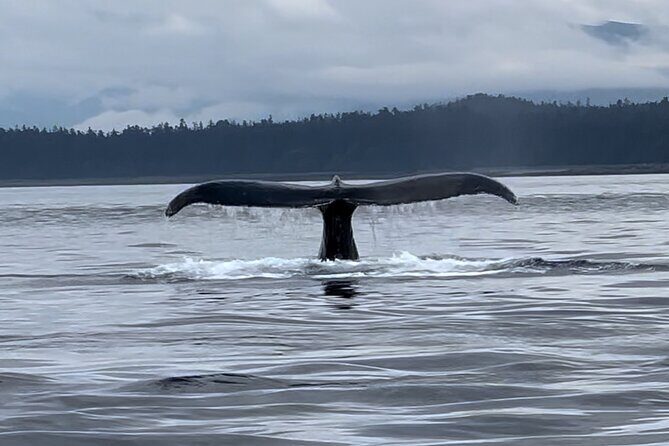 Juneau Jetski & Whale Adventure - Key Points