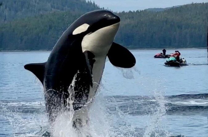 Juneau Jetski & Whale Adventure - FAQ: Your Questions About the Juneau Jetski & Whale Adventure