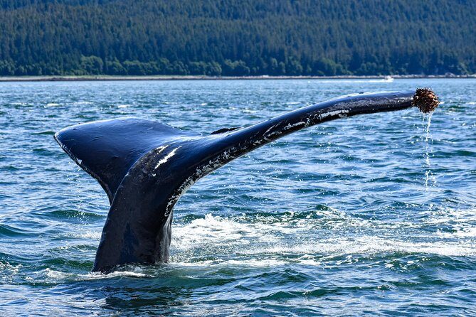 Juneau Lighthouse Tours - Whale watching & Lighthouse Combo - Key Points
