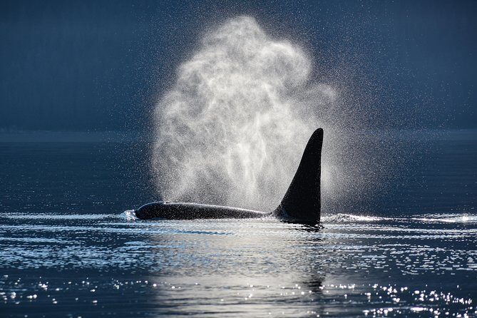 Juneau Lighthouse Tours - Whale watching & Lighthouse Combo - Scenic Highlights: Brotherhood Bridge & Mendenhall Glacier
