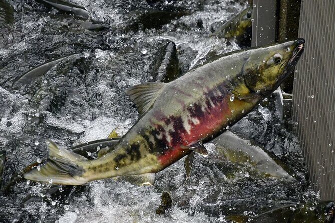 Juneau Private 3 Hour Sightseeing Tour with a Local - Who Is This Tour Perfect For?