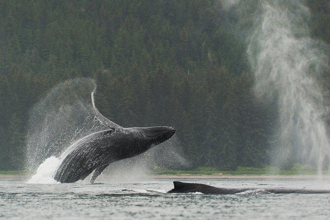 Juneau Shore Excursion: Paddle with Whales Kayak Adventure - Key Points