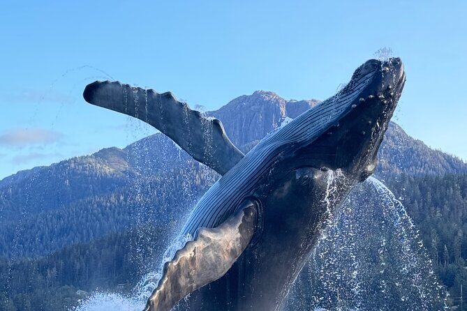 Juneau Top Sight Seeing Group Tour - What to Expect from the Juneau Top Sight Seeing Group Tour