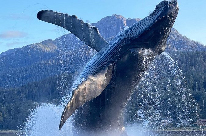 Juneau Top Sight Seeing Private Tour - FAQs