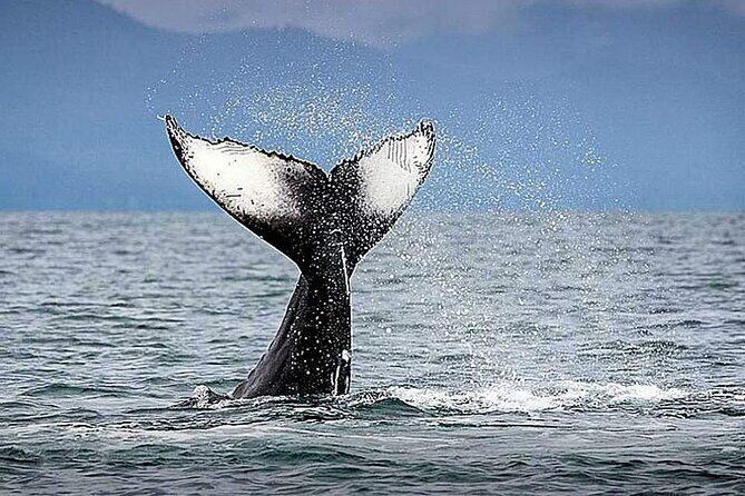 Juneau Whale Watch Adventure - What We Love About the Experience