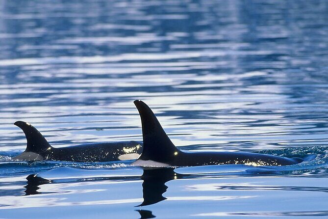 Juneau Whale Watch Adventure - Who Is This Tour Best For?