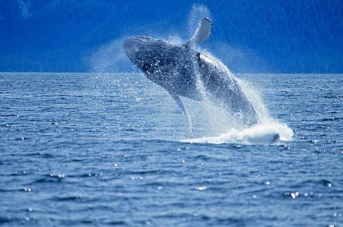 Juneau Whale Watch Adventure - FAQs