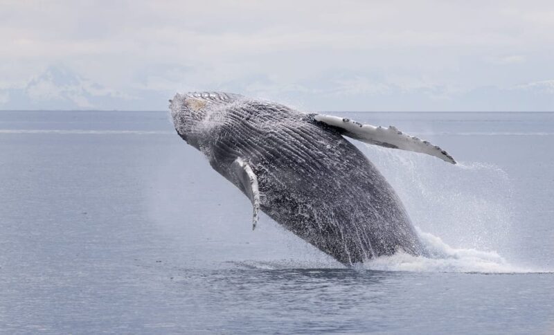 Juneau: Whale Watching and Wildlife Cruise with Local Guide - In-Depth Look at the Tour Experience