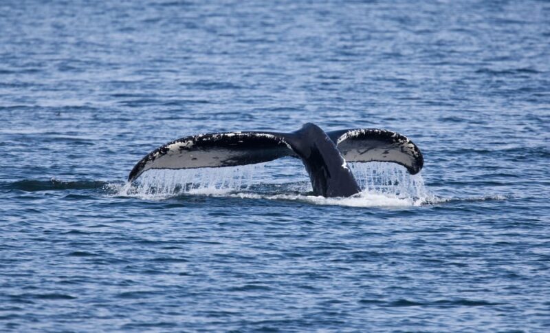 Juneau: Whale Watching and Wildlife Cruise with Local Guide - The People Behind the Experience