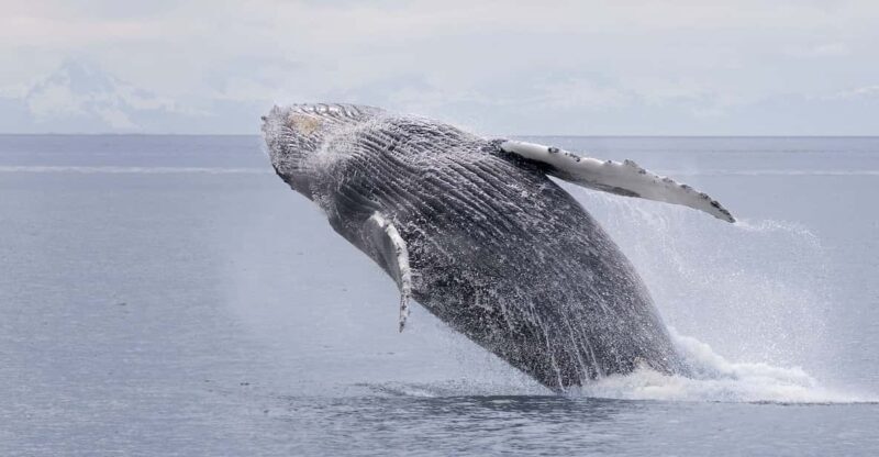 Juneau: Whale Watching and Wildlife Cruise with Local Guide - Who Should Consider This Tour?