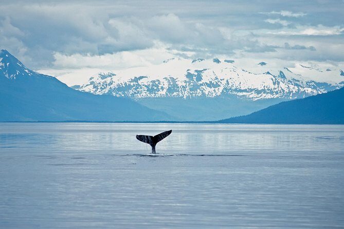 Juneau Wildlife Whale Watching - What the Tour Offers