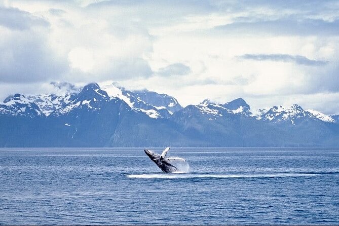 Juneau Wildlife Whale Watching - Price and value: does $177.45 make sense for cruise time?