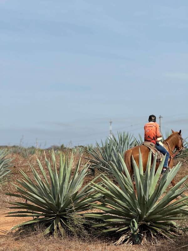 Jungle and beach horseback ride + lunch + mezcal - FAQs