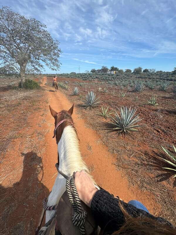 Jungle and beach horseback ride + lunch + mezcal - Final Thoughts