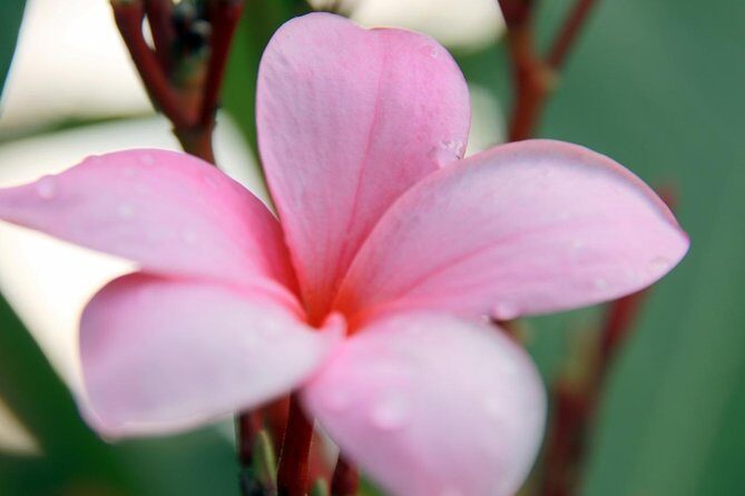 Jungle Bike Tour - Pricing and Value