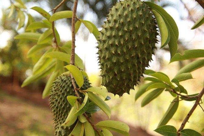 Jungle Bike Tour - Who Should Consider This Tour?