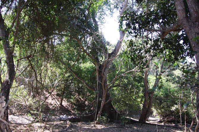 Jungle Hike Tour - Cost-Value Analysis