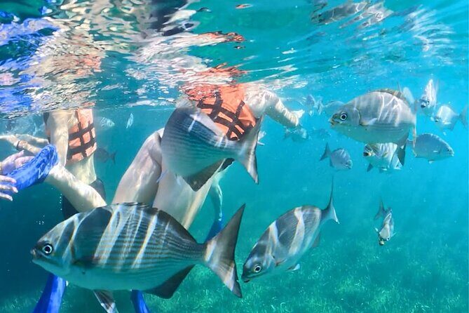 Jungle Speedboat, Mayan Show and Snorkeling Combo - Final Thoughts