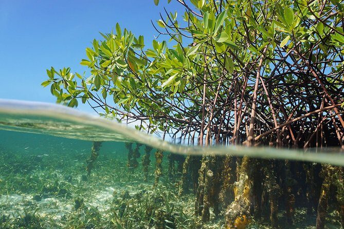 Jungle Tour - Mangroves & Snorkel For Couples - Who Is This Tour Best For?