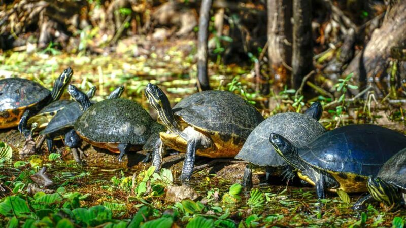 Jupiter: Wild and Scenic Loxahatchee River Kayak Tour - Final Thoughts