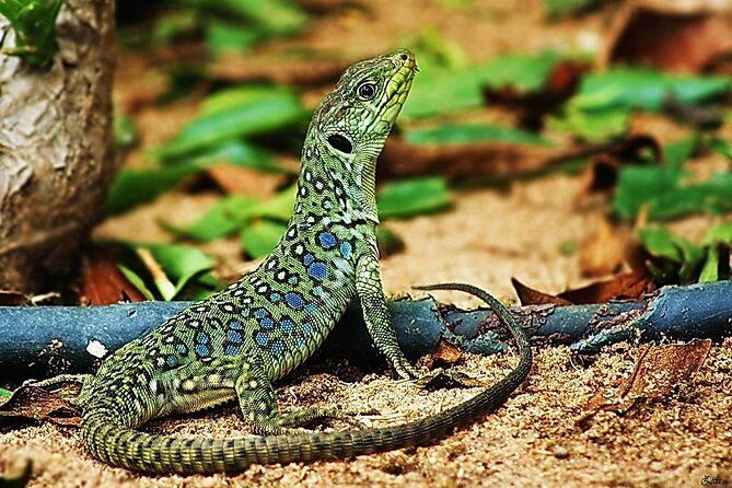 Jurassic Hiking tour to footprints of dinosaur in Espichel Cape - Final Thoughts