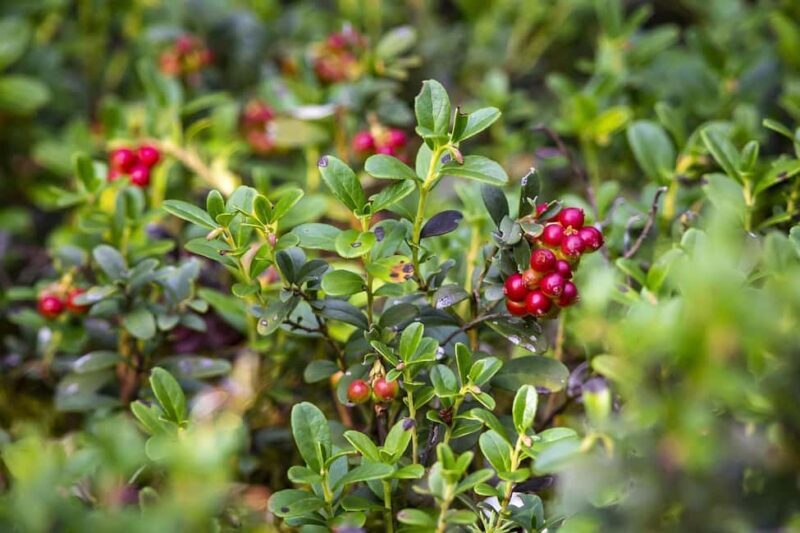 Jyvaskyla: Berry Picking Tour with Pancakes - Exploring the Forests of Finnish Lakeland