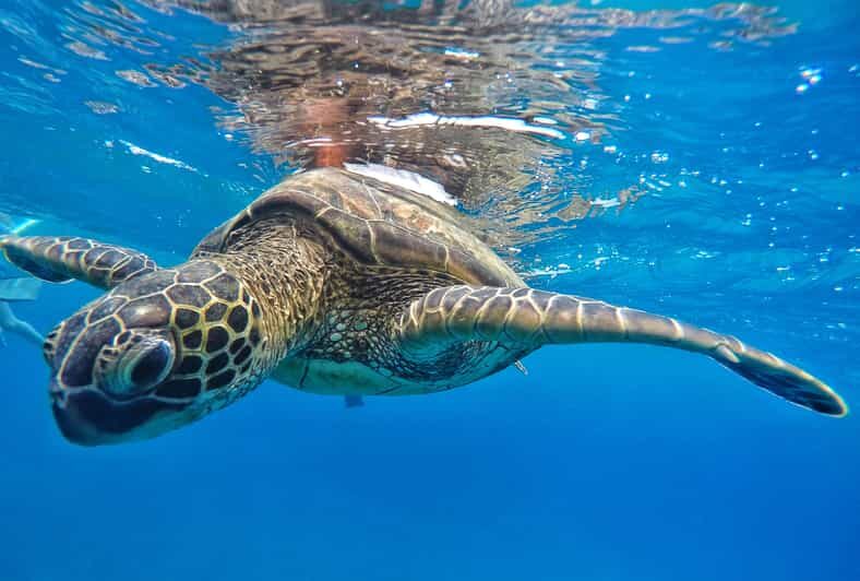 Ka'anapali Beach: Coral Reef Snorkel and Turtle Spotting - The Experience Breakdown