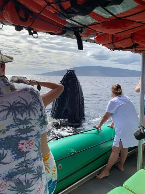 Ka'anapali: Whale Watching Boat Tour - Key Points