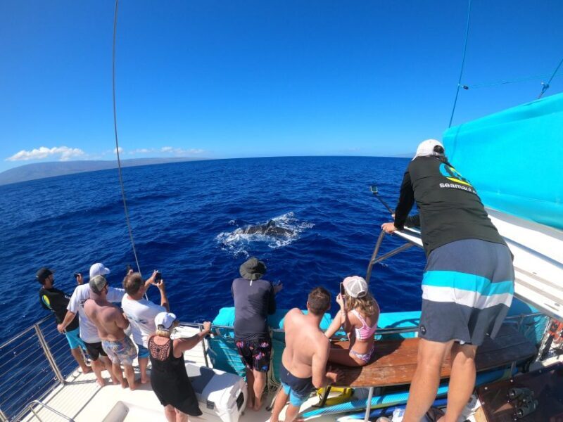 Kaanapali: Whale Watching Cruise with Open Bar - In The Sum Up